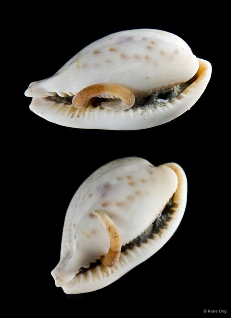Sipuncula sp. "Peanut worm 21" • © Rene Ong • All Rights Reserved