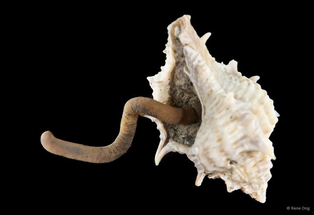 Sipuncula sp. "Peanut worm 22" • © Rene Ong • All Rights Reserved