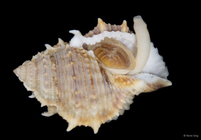 Sipuncula sp. "Peanut worm 23" • © Rene Ong • All Rights Reserved