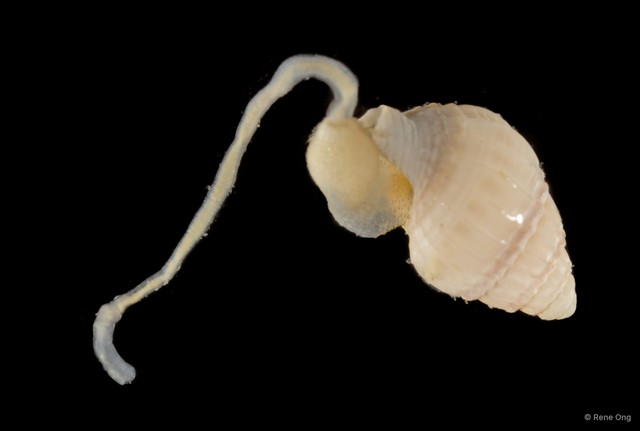 Sipuncula sp. "Peanut worm 24" • © Rene Ong • All Rights Reserved