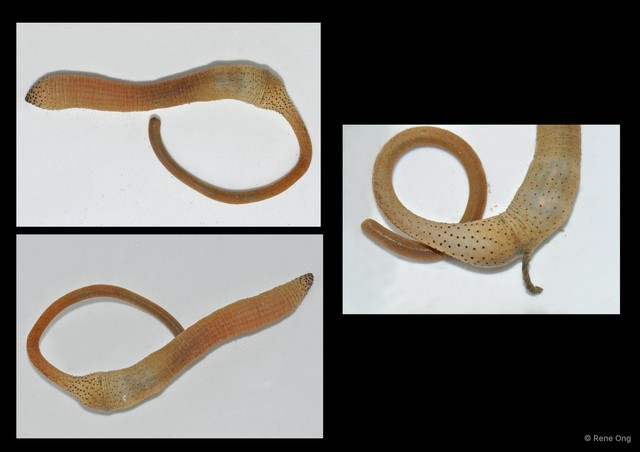 Sipuncula sp. "Peanut worm 25" • © Rene Ong • All Rights Reserved
