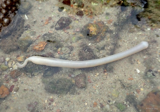 Sipuncula sp. "Peanut worm 26" • © Rene Ong • All Rights Reserved