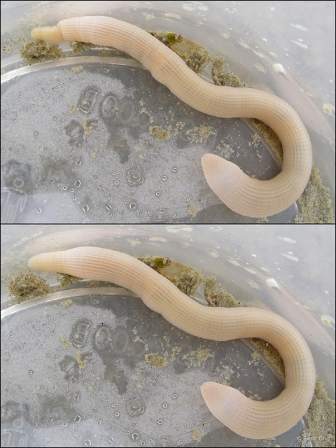 Sipuncula sp. "Peanut worm 27" • © Rene Ong • All Rights Reserved
