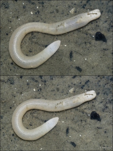 Sipuncula sp. "Peanut worm 28" • © Rene Ong • All Rights Reserved