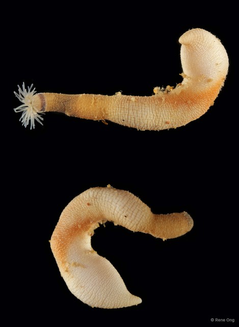 Sipuncula sp. "Peanut worm 3" • © Rene Ong • All Rights Reserved