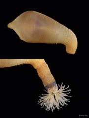 Sipuncula sp. "Peanut worm 4"