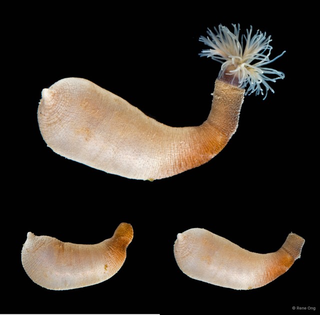 Sipuncula sp. "Peanut worm 5" • © Rene Ong • All Rights Reserved