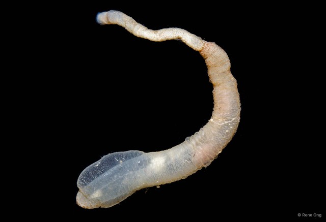 Sipuncula sp. "Peanut worm 6" • © Rene Ong • All Rights Reserved