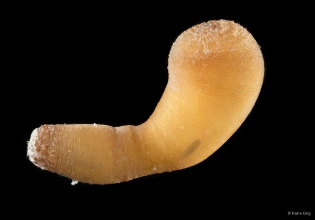 Sipuncula sp. "Peanut worm 7" • © Rene Ong • All Rights Reserved