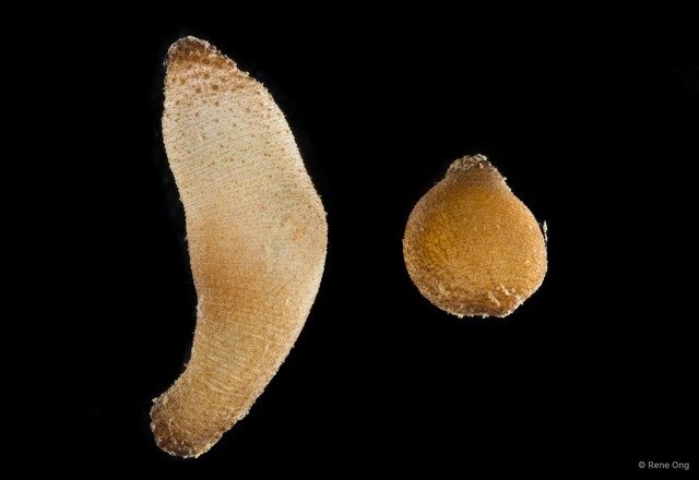 Sipuncula sp. "Peanut worm 8" • © Rene Ong • All Rights Reserved