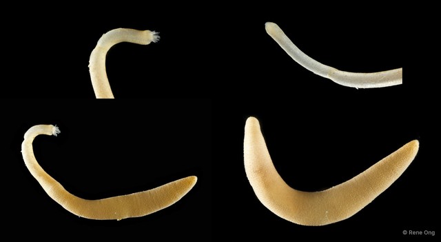 Sipuncula sp. "Peanut worm 9" • © Rene Ong • All Rights Reserved