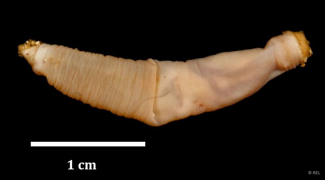 Sipuncula sp. "Peanut worm IP0085" • © REL • All Rights Reserved