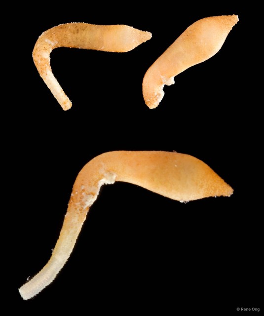 Aspidosiphon gracilis • © Rene Ong • All Rights Reserved
