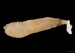 Aspidosiphon gracilis • © Rene Ong • All Rights Reserved