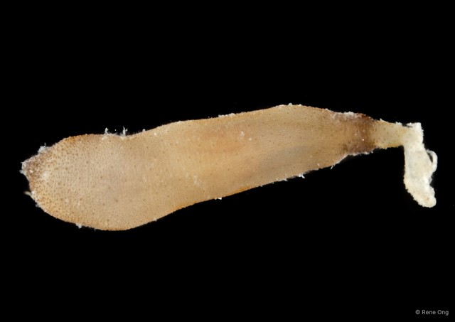 Aspidosiphon gracilis