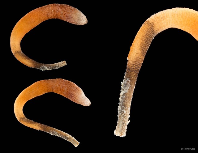 Nephasoma (Nephasoma) confusum • © Rene Ong • All Rights Reserved