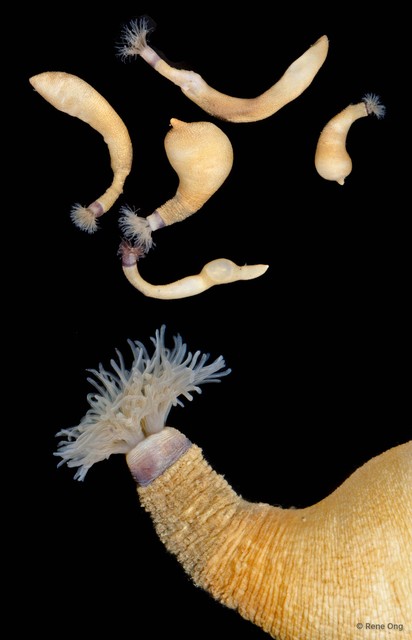 Themiste lageniformis • © Rene Ong • All Rights Reserved