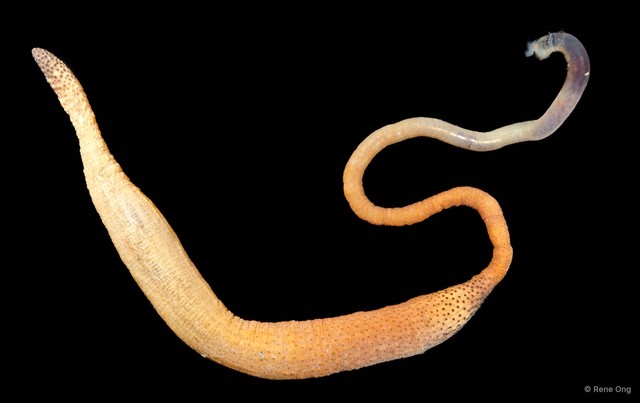 Phascolosoma arcuatum • © Rene Ong • All Rights Reserved