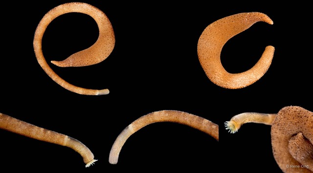 Phascolosoma nigrescens • © Rene Ong • All Rights Reserved