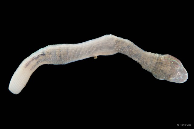 Sipunculus nudus