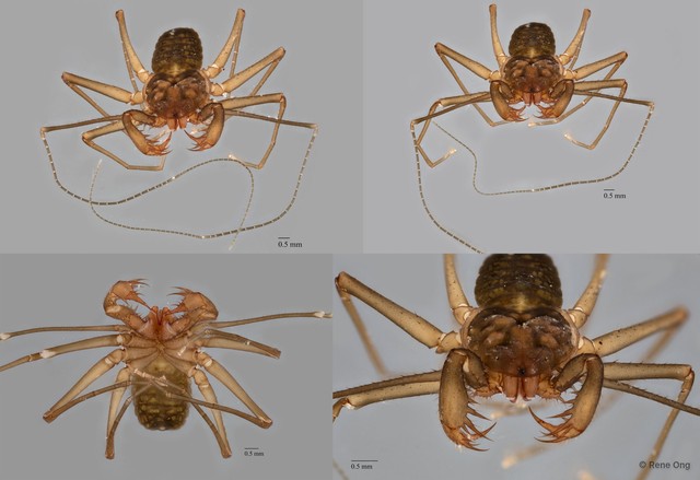 Amblypygi sp. "ZRC_ENT00014159" • © Rene Ong • All Rights Reserved
