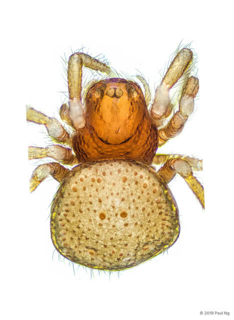 Pseudanapis sp. "Palped" • © Paul Ng • All Rights Reserved ♀ Adult Habitus Dorsal