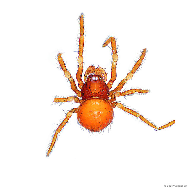 Pseudanapis parocula • © Yucheng Lin • All Rights Reserved ♂ Adult Habitus Dorsal