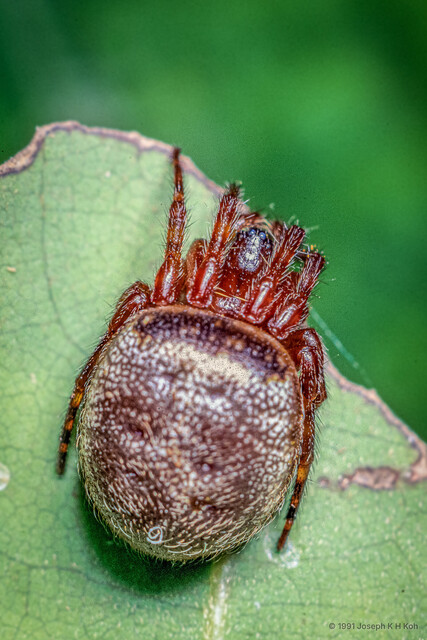 Acusilas sp. "Pearly" • © Joseph K H Koh • All Rights Reserved ♀ Adult Habitus Dorsal