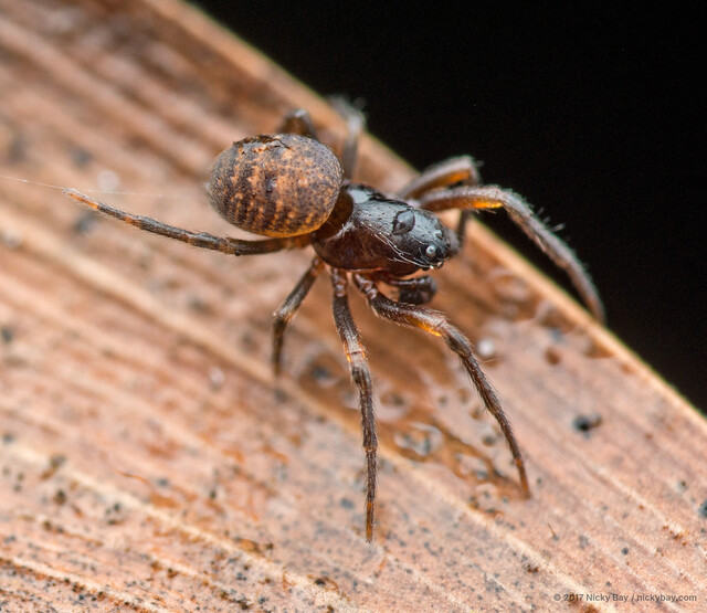 Acusilas coccineus • © Nicky Bay • All Rights Reserved ♂ Adult Habitus Dorsal