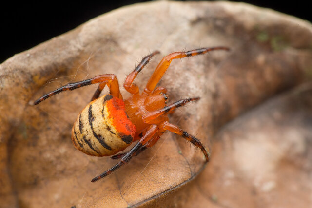 Acusilas malaccensis • © Nicky Bay • All Rights Reserved ♀ Adult Habitus Dorsal