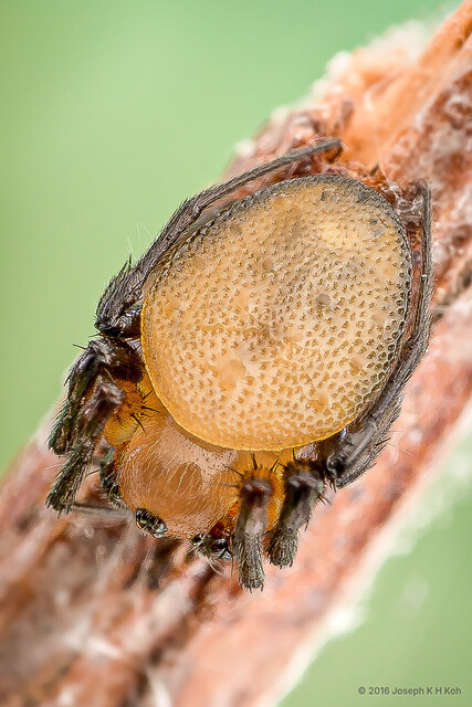 Anepsion depressum • © Joseph K H Koh • All Rights Reserved ♂ Adult Habitus Dorsal