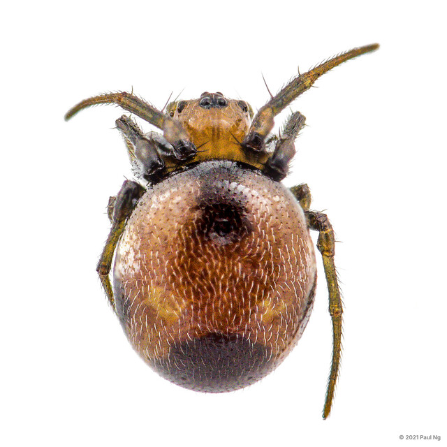 Anepsion maculatum • © Paul Ng • All Rights Reserved ♀ Adult Habitus Dorsal