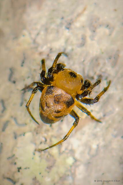 Anepsion maritatum • © Joseph K H Koh • All Rights Reserved ♂ Adult Habitus Dorsal