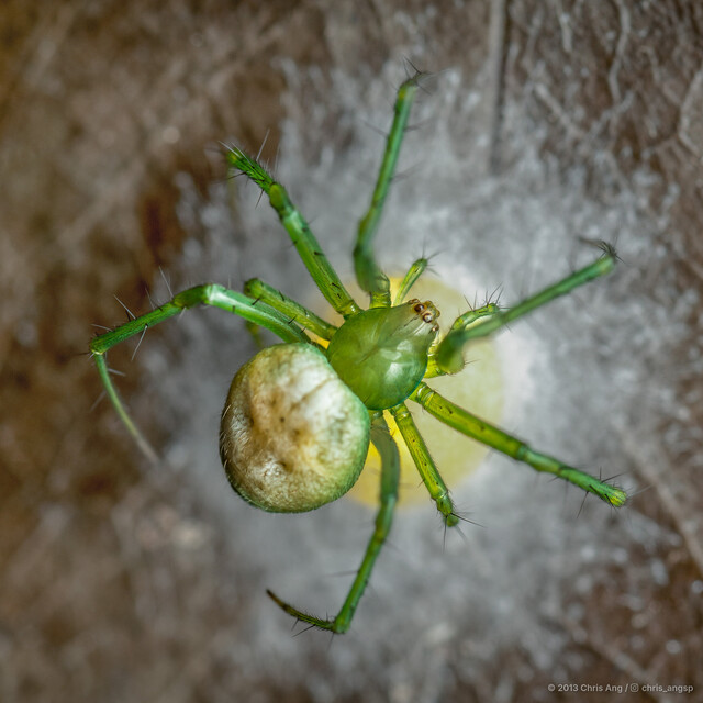 Aoaraneus sp. "Green" • © Chris Ang • All Rights Reserved ♀ Adult Habitus Dorsal
