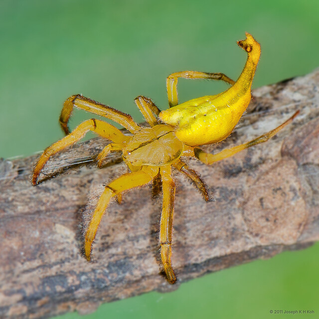 Arachnura sp. "Yellow" • © Joseph K H Koh • All Rights Reserved ♀ Adult Habitus Dorsal