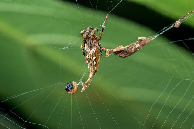 Arachnura melanura • © Nicky Bay • All Rights Reserved ♀ Adult Habitus Dorsal