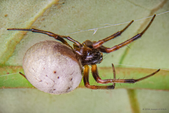 Araneus sp. "Marshmallow" • © Joseph K H Koh • All Rights Reserved ♀ Adult Habitus Lateral