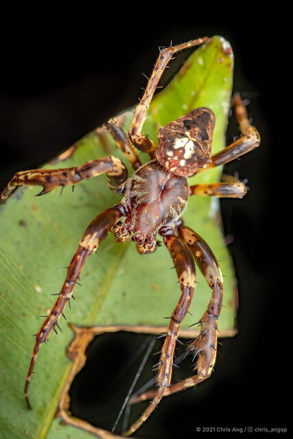 "Araneus" sp. "Porphyrion" • © Chris Ang • All Rights Reserved ♂ Adult Habitus Dorsal
