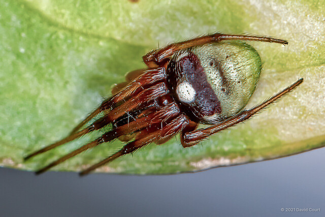 Araneus sp. "White-spotted" • © David Court • All Rights Reserved ♀ Adult Habitus Dorsal