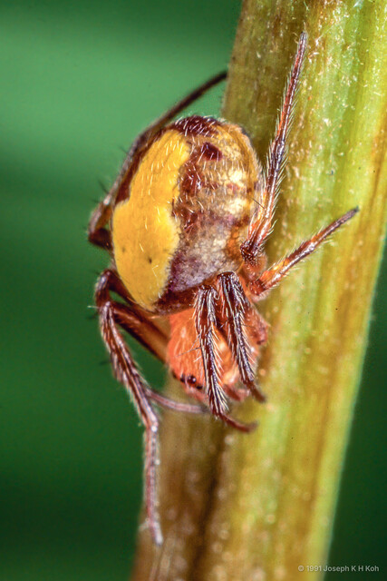 Araneus sp. "Yellow-striped" • © Joseph K H Koh • All Rights Reserved ♀ Adult Habitus Lateral