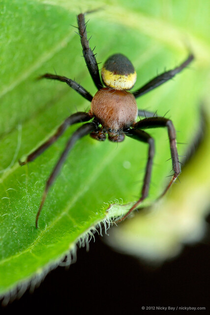 Argiope aemula • © Nicky Bay • All Rights Reserved ♂ Adult Habitus Dorsal