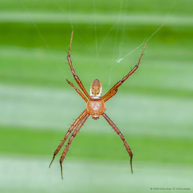 Argiope catenulata • © Chris Ang • All Rights Reserved ♀ Adult Habitus Dorsal