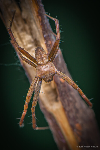 Argiope dang • © Joseph K H Koh • All Rights Reserved ♂ Adult Habitus Dorsal