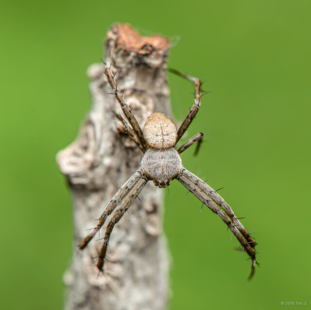Argiope jinghongensis • © Tan Ji • All Rights Reserved ♂ Adult Habitus Dorsal