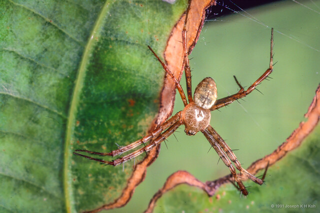 Argiope mangal • © Joseph K H Koh • All Rights Reserved ♂ Adult Habitus Dorsal