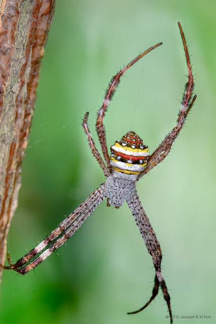 Argiope pulchella • © Joseph K H Koh • All Rights Reserved ♀ Adult Habitus Dorsal