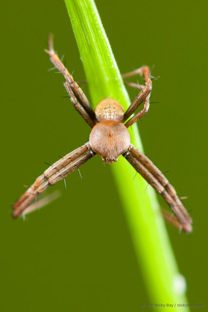 Argiope versicolor • © Nicky Bay • All Rights Reserved ♂ Adult Habitus Dorsal
