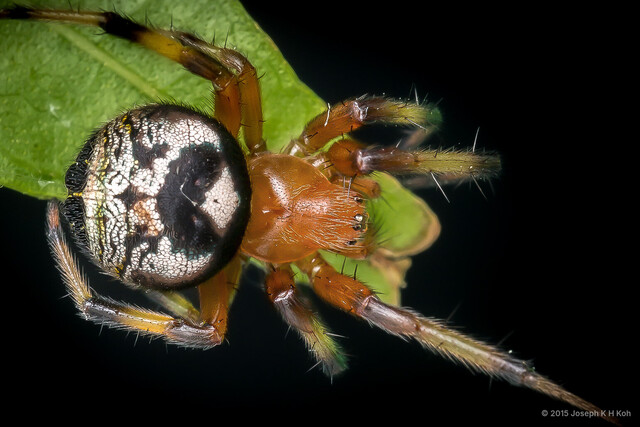 Bijoaraneus legonensis • © Joseph K H Koh • All Rights Reserved ♀ Adult Habitus Dorsal