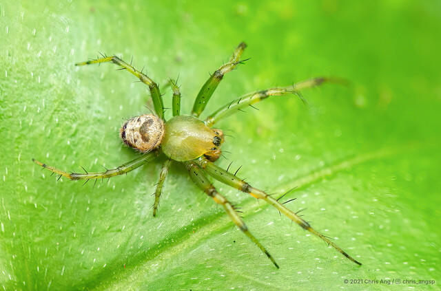 Bijoaraneus mitificus • © Chris Ang • All Rights Reserved ♂ Adult Habitus Dorsal