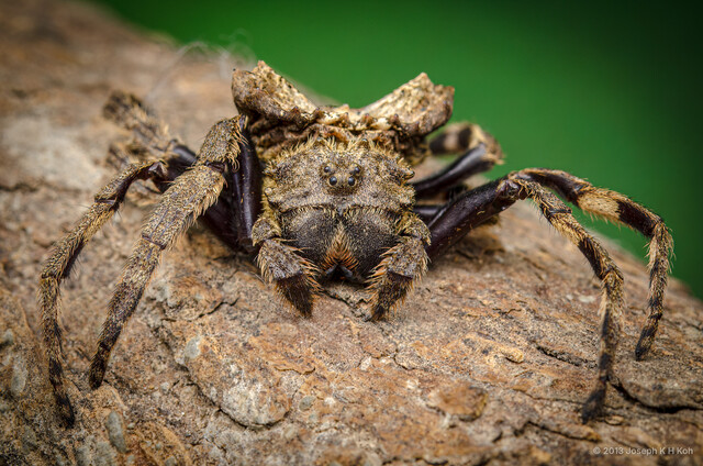 Caerostris sumatrana • © Joseph K H Koh • All Rights Reserved ♀ Adult Habitus Anterior